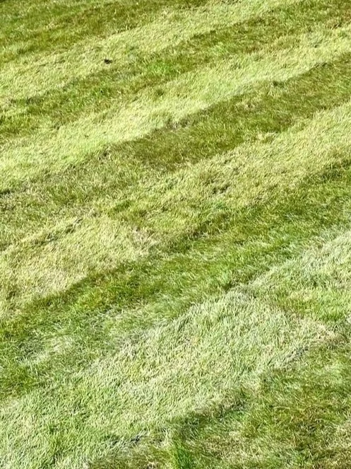 Freshly laid green lawn