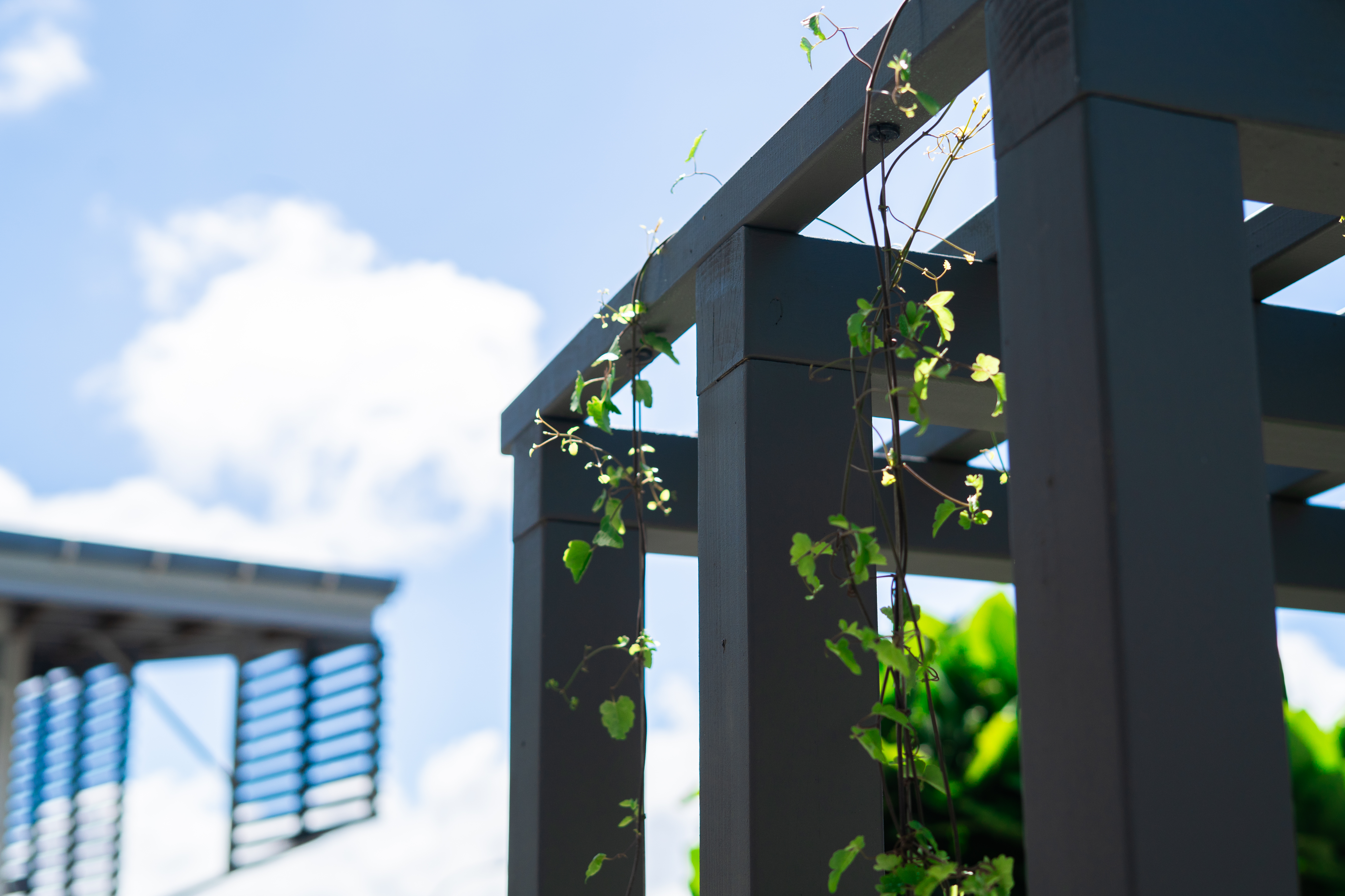 Detail of the timber decking and paving contrast.